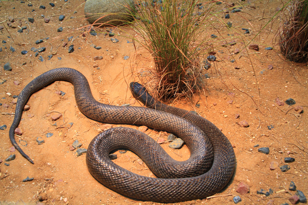 Из какого города змея. Тайпан змея. Ядовитая змея Тайпан. Змея Тайпан самая ядовитая змея в мире. Тайпан (Oxyuranus scutellatus).