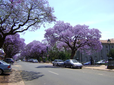 Kwitnące drzewa jacaranda w Pretorii