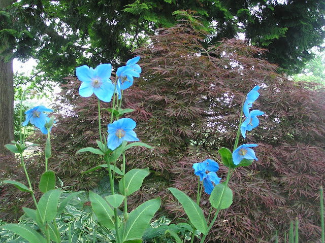 Savill Garden