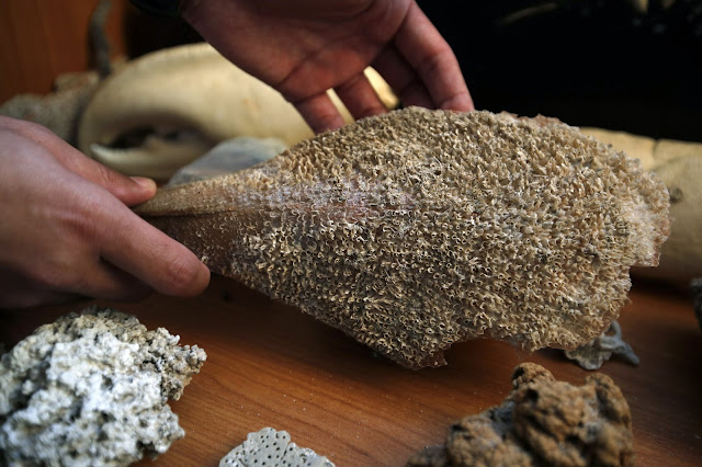 New parasite decimates giant clam species in Mediterranean New parasite decimates giant clam species in Mediterranean