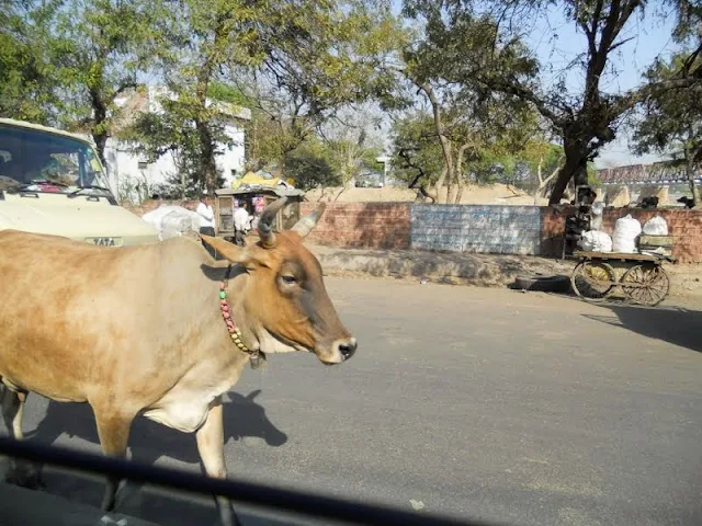 Cow in the road in Hyderabad India