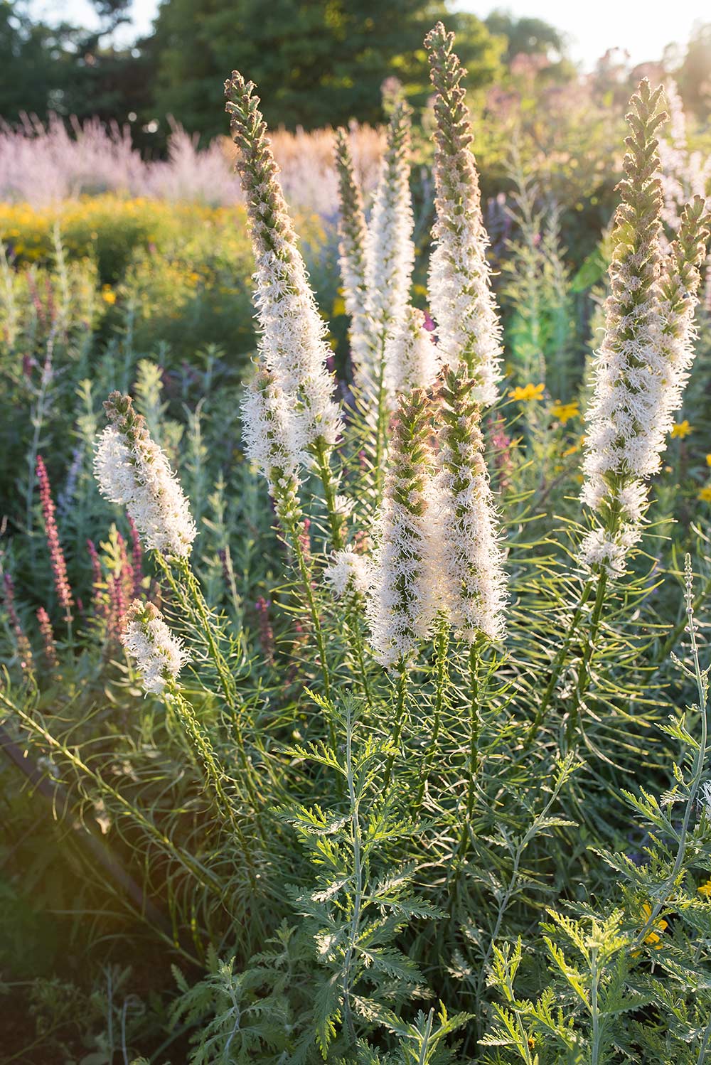 Rhododendron Atlanticum Dwarf Azalea Azalea Atlantica Care And