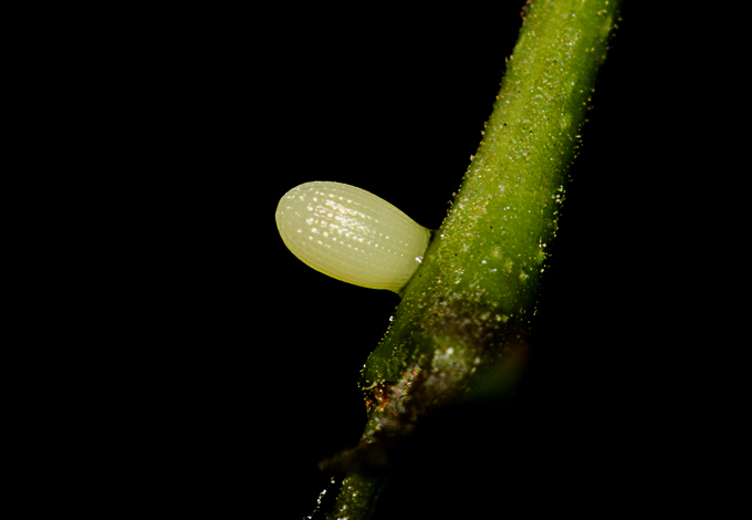 Nature @ IIT Bombay: Butterfly Egg