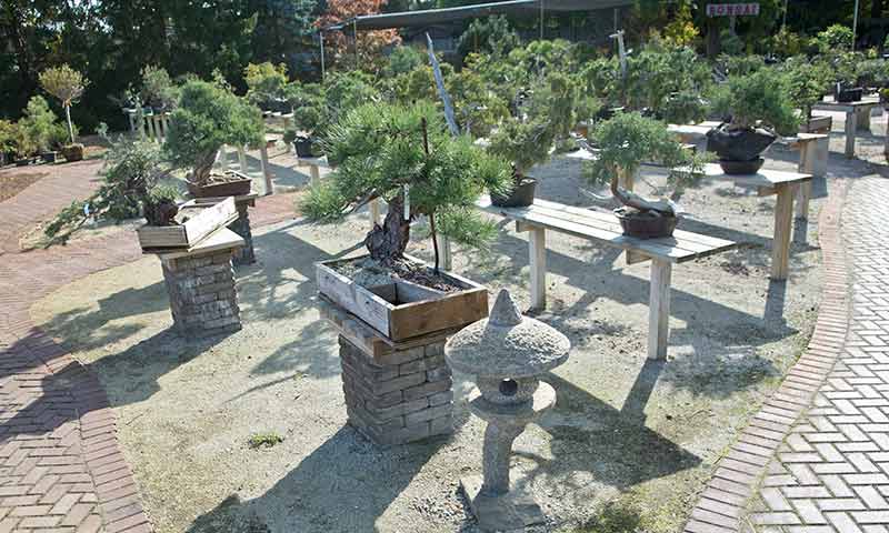 Walter Pall Bonsai Adventures Hidden Gardens South Of Chicago 1