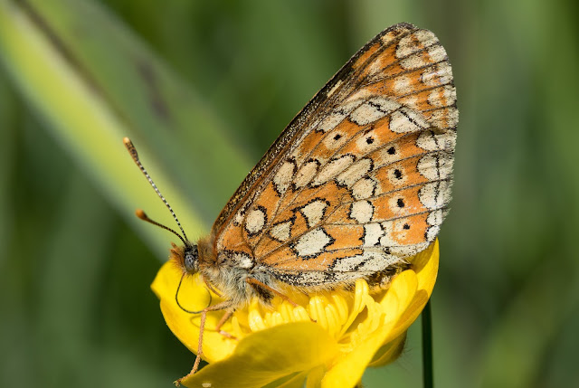 Marsh Fritillary