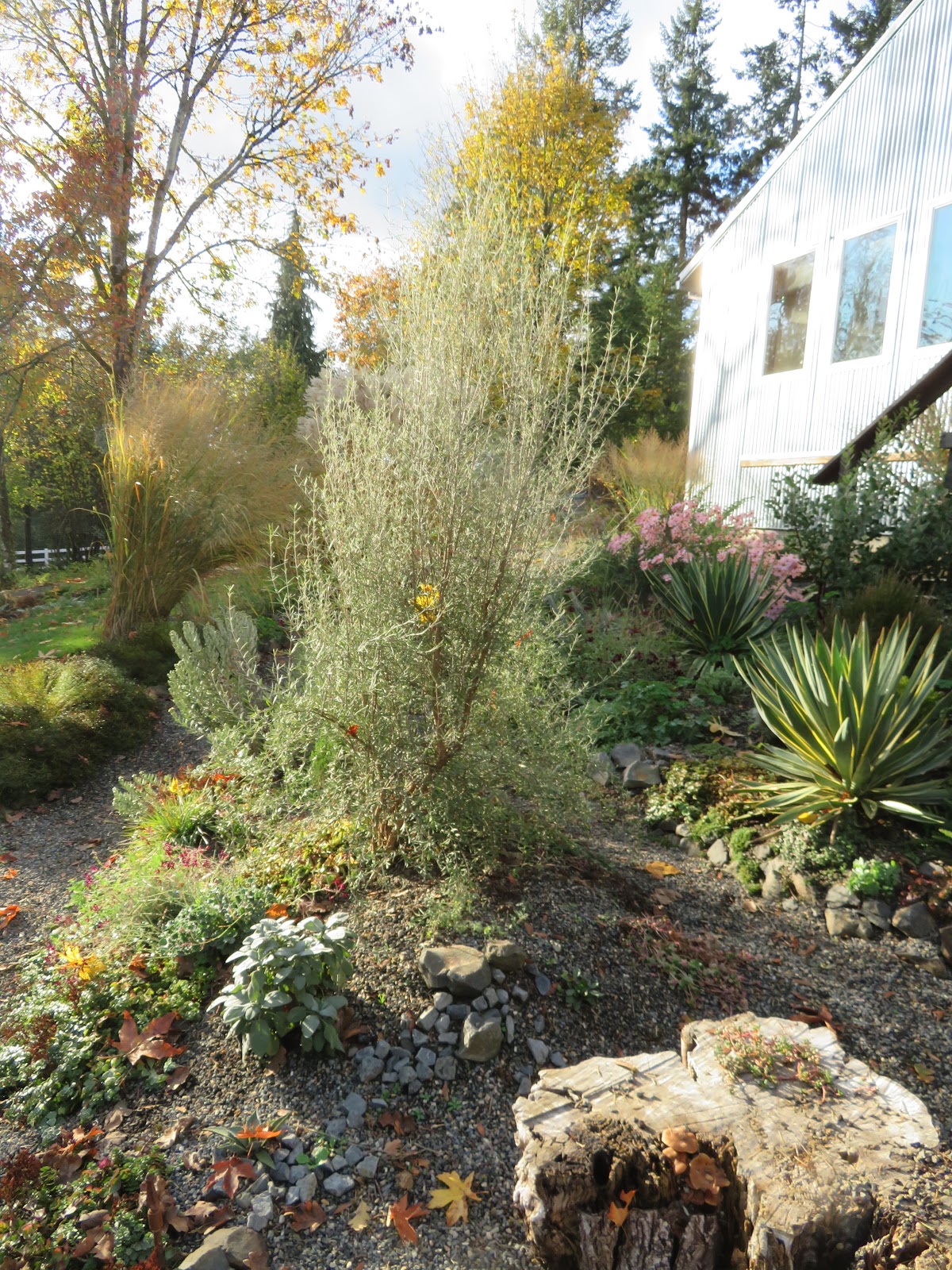 Boxwood Terrace Now This Is A Boxwood Terrace