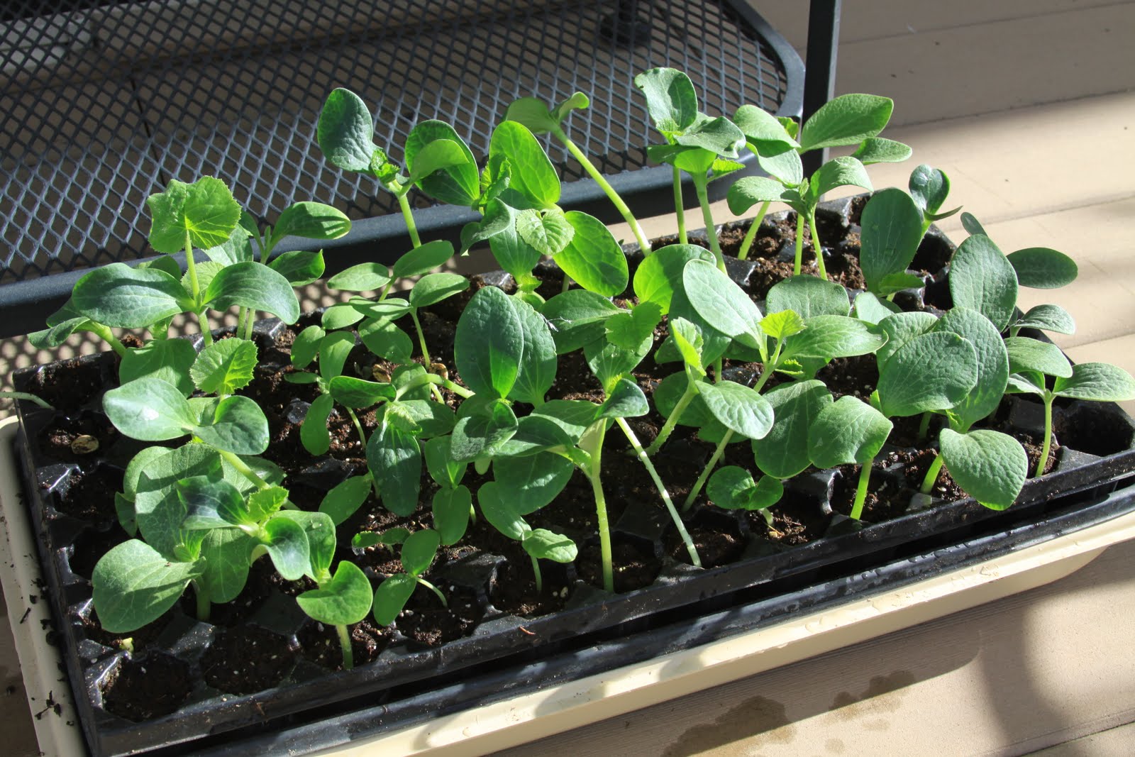 Susan's In the Garden Veggie update squash and melons