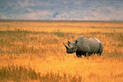 A solitary black rhino. Photo by John and Karen Hollingsworth (blackrhino by john and karen hollingsworth at us fish and wildlife service)