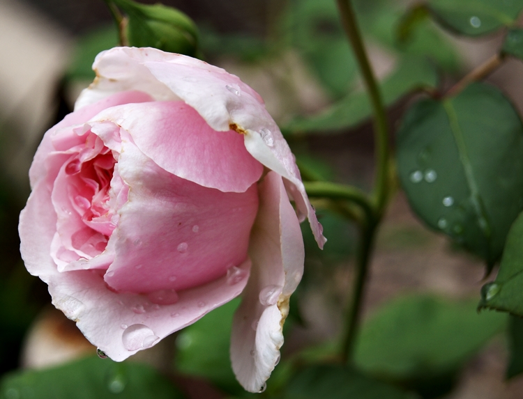 Blog & Fotografie by it's me! - Makroaufnahmen - rosafarbene Rose mit Regentropfen