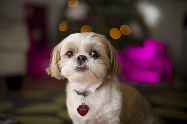 Entendendo o latido do shih tzu