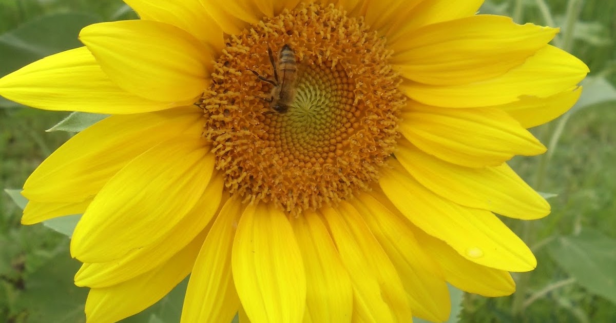 A Visit to Burnside Farms Summer of Sunflowers in Haymarket, Va