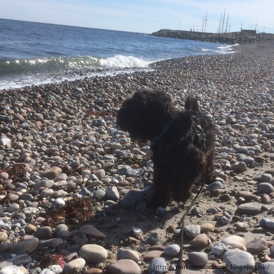 Min Servicehund 2017