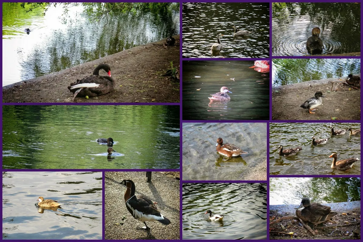 London - Birds of Hyde Park