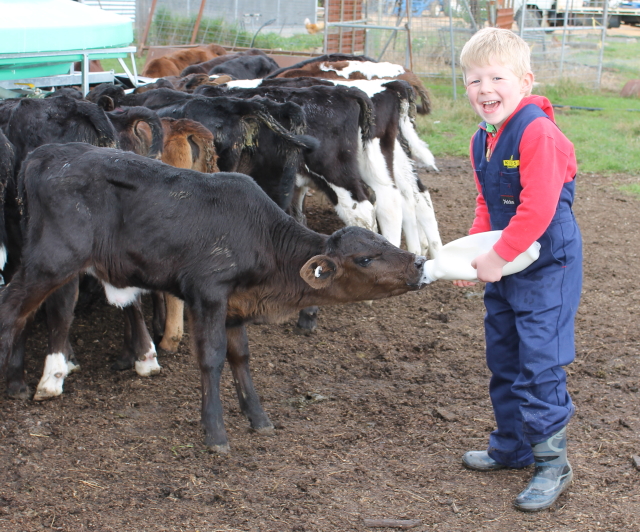 Jody's Crafty Creations Feeding the calves & Mini Magoo