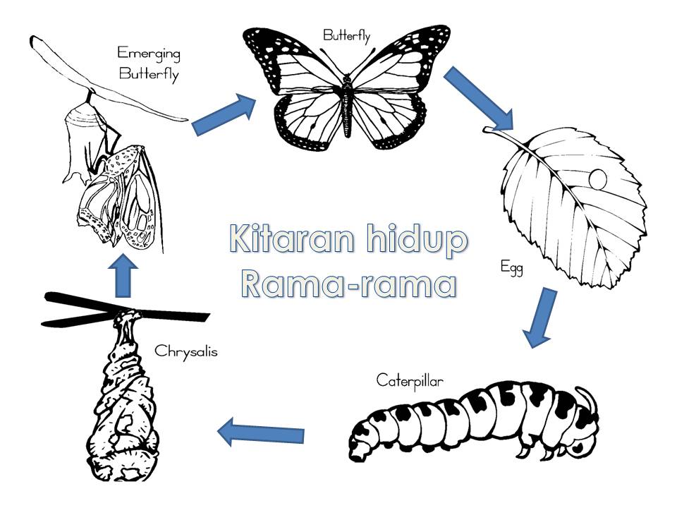 Kitaran Hidup Rama Rama Lembaran Kerja Kitar Hidup Haiwan Sydneedanp