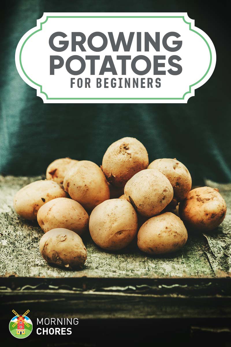 Best Way To Grow Potatoes In Containers Everything About Garden