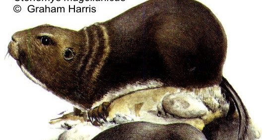 Argentina nativa Tuco tuco austral (Ctenomys magellanicus)