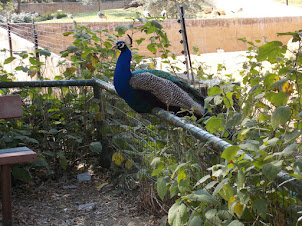 A beautiful free roaming peacock in Johannesburg Zoo complex.