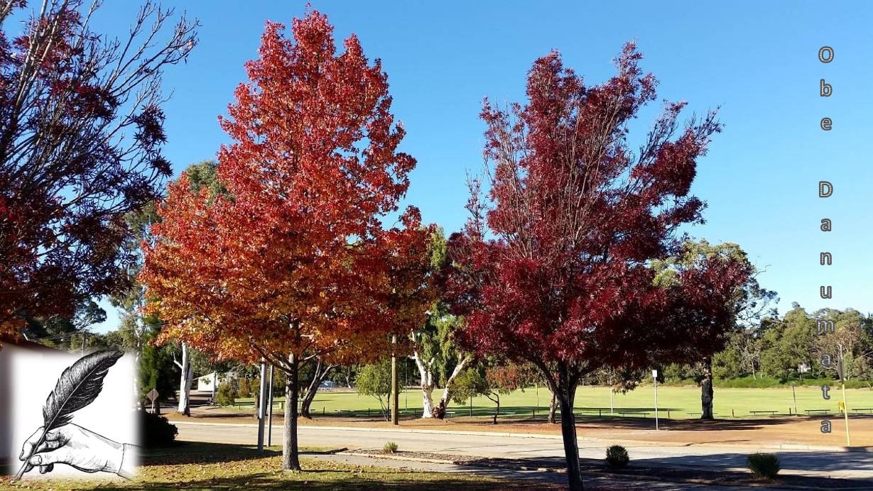 What are Deciduous Trees?