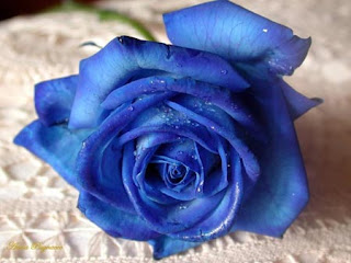 deep blue rose on lace cloth