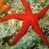 Some interesting facts about Starfish
