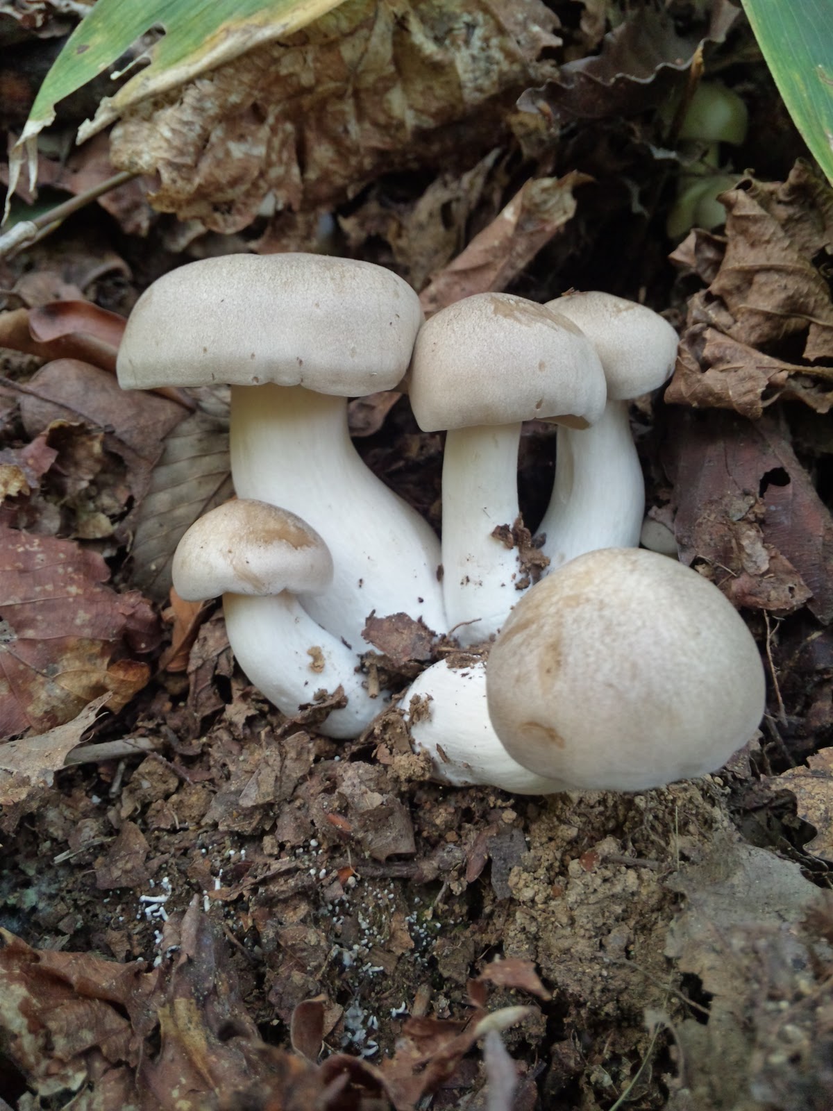 俺達の田舎暮らし 我が家の山のキノコ