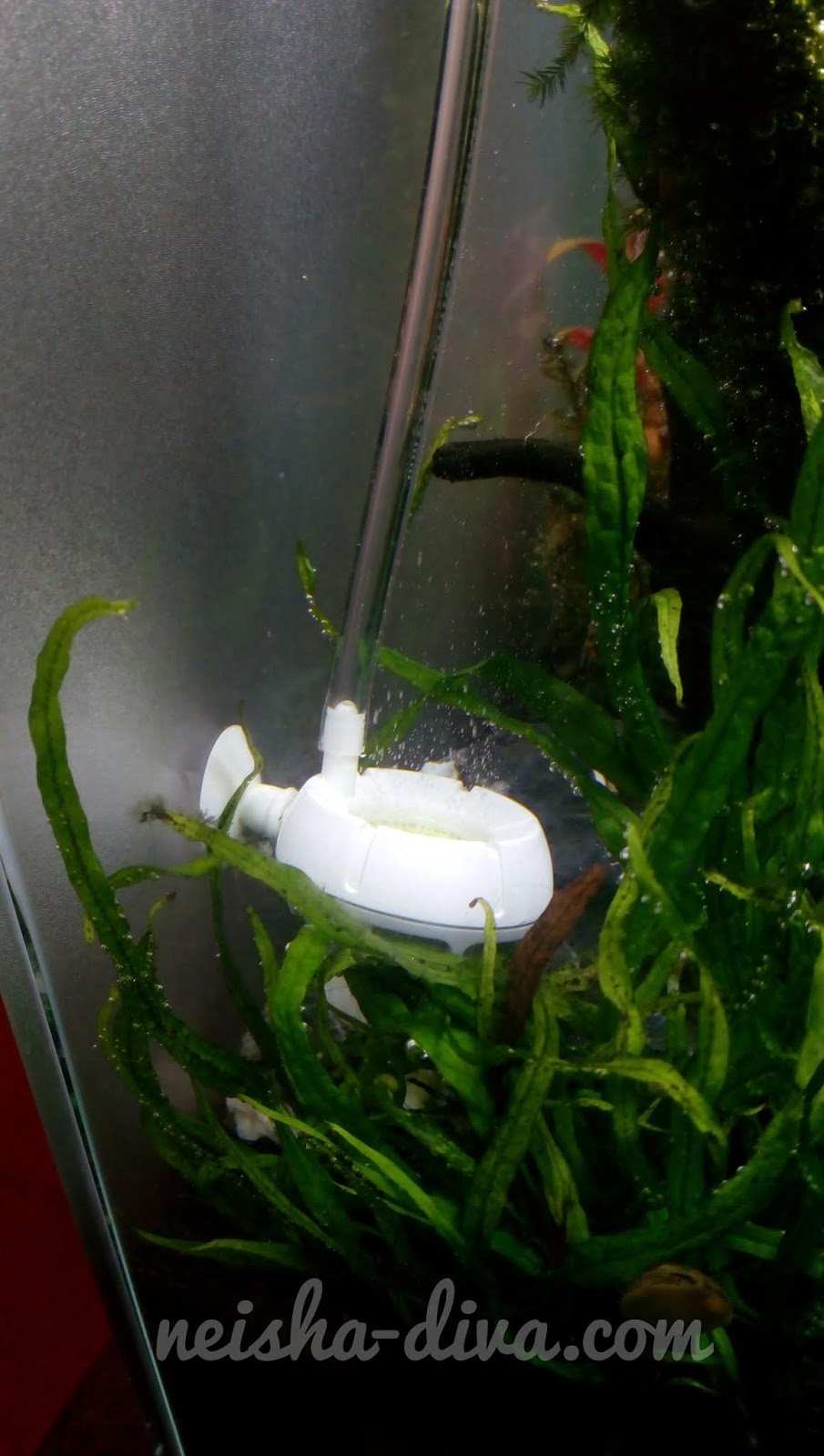 Rumah Bunga Neisha Rumah Bunga Neisha Aquascape Tantangan