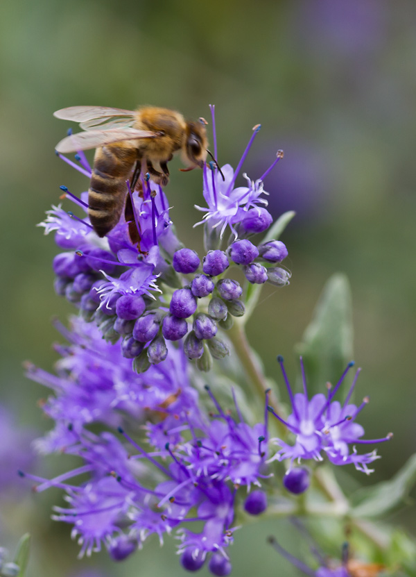 Gartenblog Geniesser Garten Staudenbeet Planen Und Anlegen