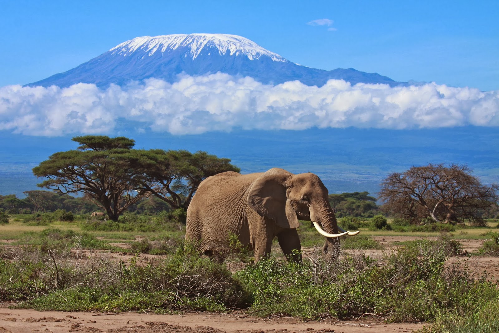 Viajero Turismo La belleza del Kilimanjaro (Tanzania) Viajero Turismo La belleza del Kilimanjaro (Tanzania)