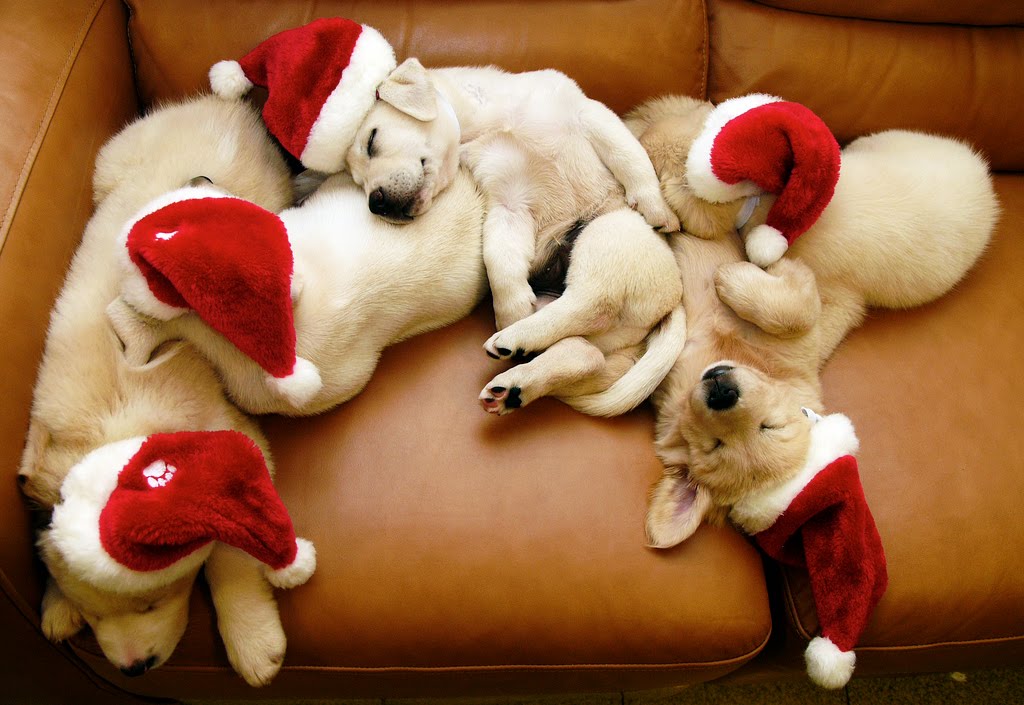 Daniel Sierra: Christmas Puppies HD Wallpapers