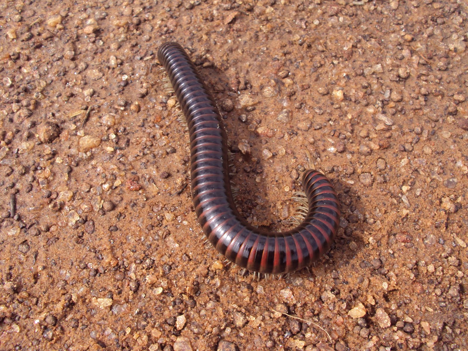 Ciências e Ecologia: Piolho-de-cobra