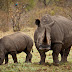 Facts About Rhinos