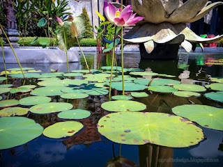 Natural Beauty Of Lotus Pond In The Garden At The Yard Of Buddhist Monastery In Bali Indonesia