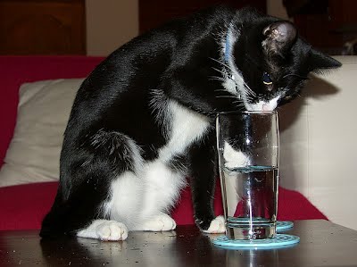 15 cats drinking from water glasses, funny cats, cat pictures, cute cat pictures