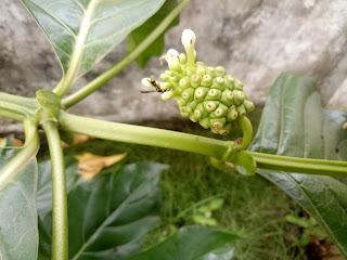 gambar buah mengkudu