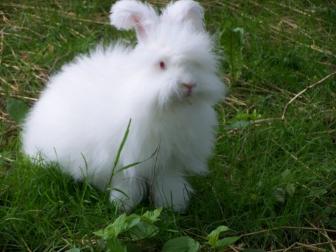 Beautiful Rabbits in the World