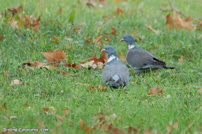 Tudó (Columba palumbus)