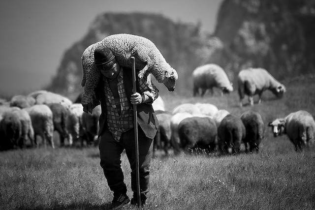 Shepherd carrying a sheep. Buen Pastor cargando una oveja. | Sheep, The