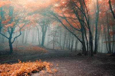 Te sigo esperando aquí en la penumbra del bosque - Magic forest