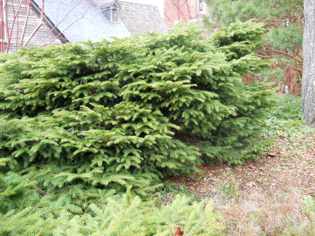 Anemone Times Juniperus