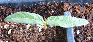 Feijão andu Cajanus cajan