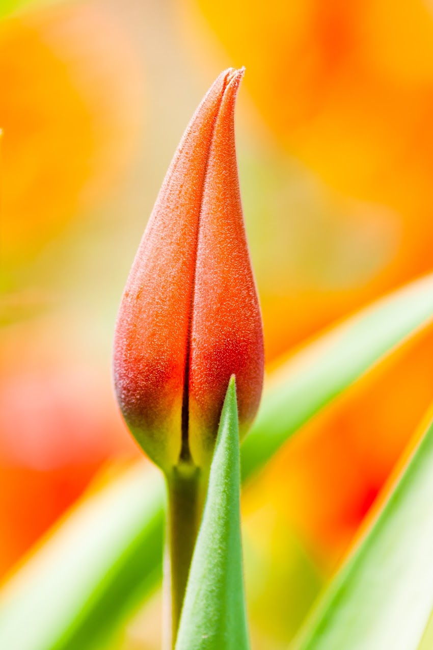 Beautiful Tulip Flowers Blooming in Focus Beautiful Tulip Flowers Blooming in Focus
