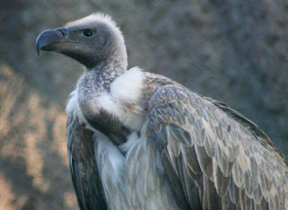 White Rumped Vulture