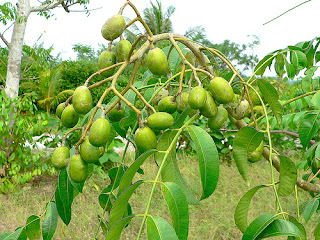 Pohon Kedondong yang mempunyai Nama latin Spondias Dulcis ini merupakan tumbuhan besar yang  Manfaat Dan Khasiat Buah Kedondong