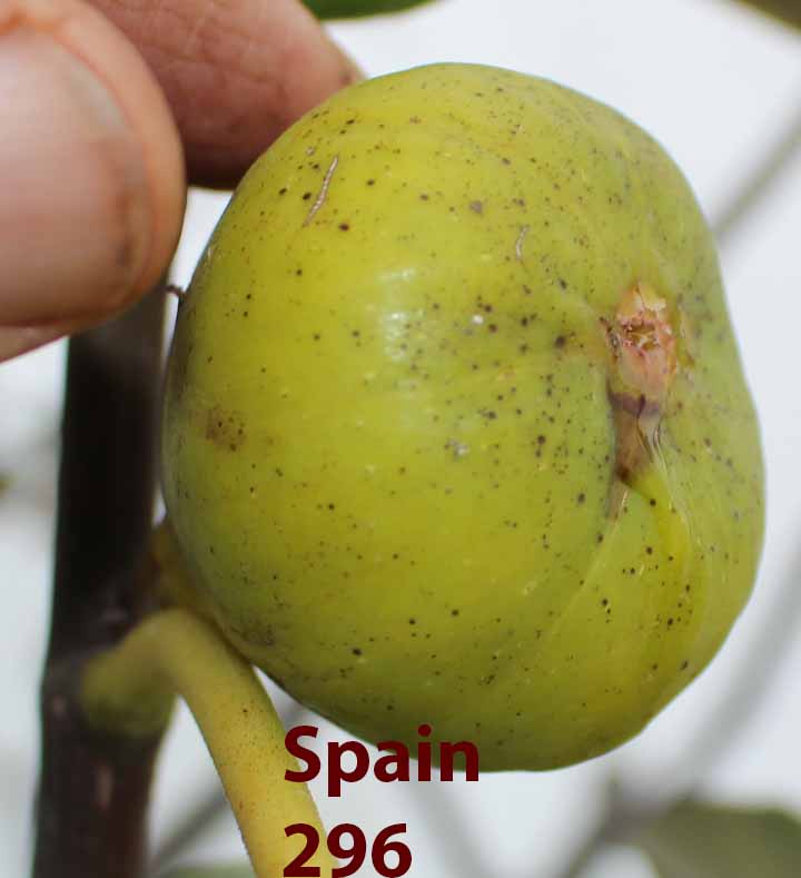 Spain 296 Fig Var Tin