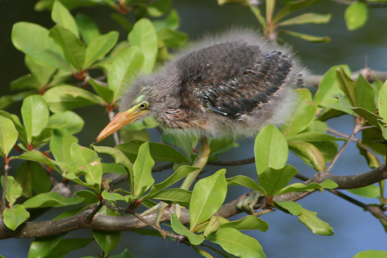 Hipster Birders Featured Feathered Friend Baby Edition! Green Heron