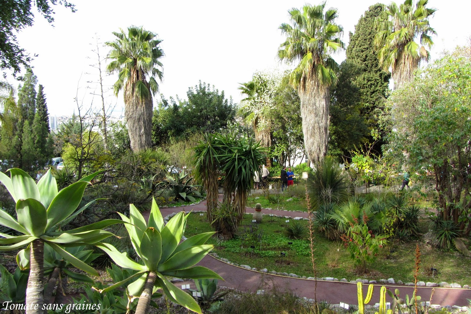 La bourse aux plantes de printemps au jardin botanique de Nice – Tomate