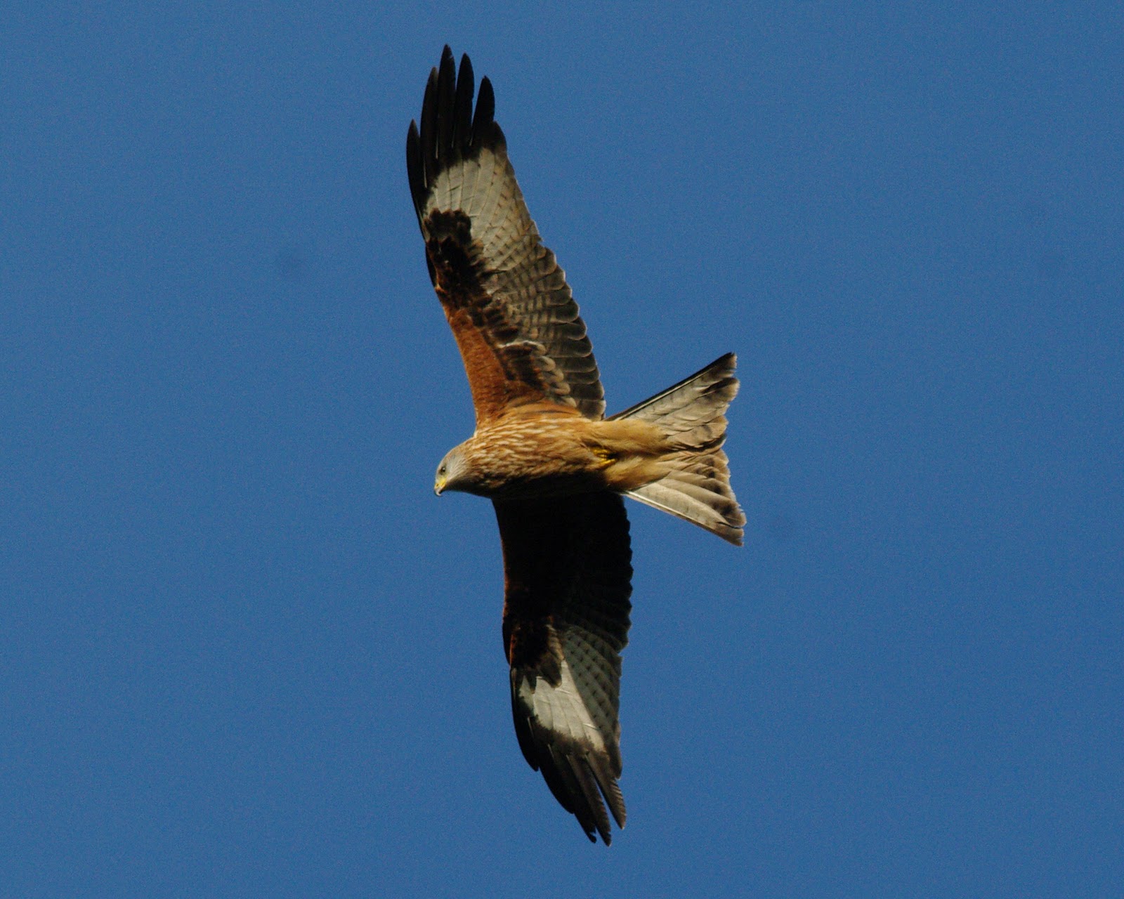 Bamber Bridge Birder Red Kites, Tetsworth, Oxon 13th January 2012