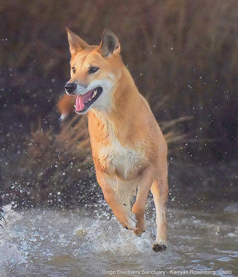 Dingo Sanctuary Open Days 2018 July to September Australian Dog Lover