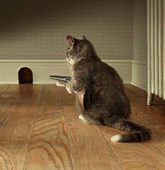 Dog And Cat Film Dog And Cat Film